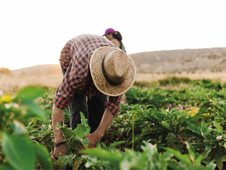 Seguro Agrícola